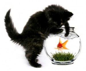 Cats & Fish...
