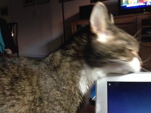 Sometimes I get a little blogging assistance from my cat.